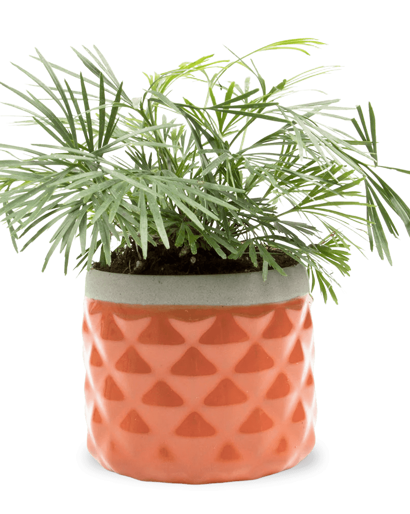 Pina Ceramic Succulent Planter Pot - Chive UK Wholesale