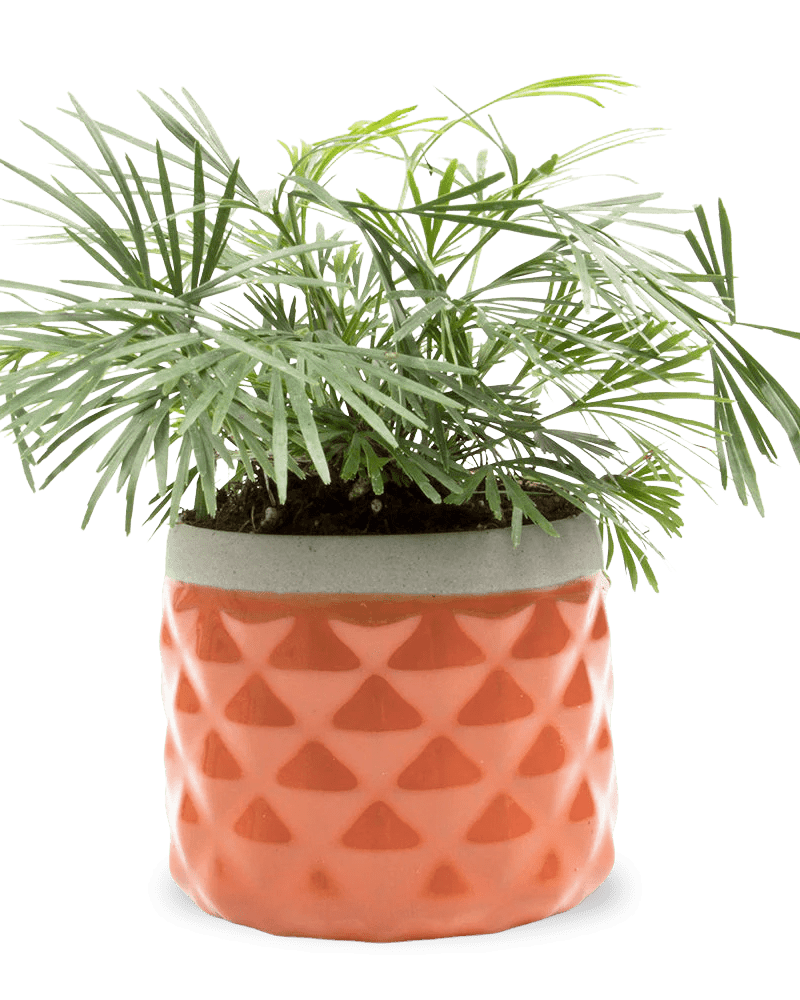 Pina Ceramic Succulent Planter Pot - Chive UK Wholesale