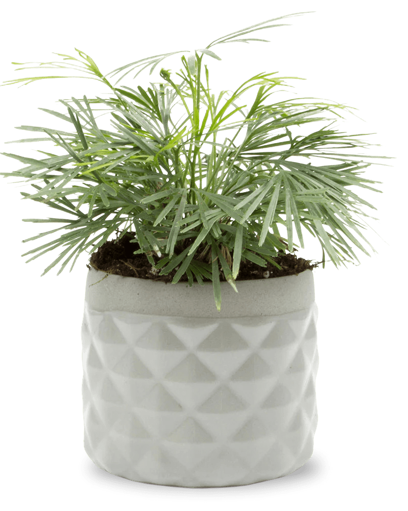 Pina Ceramic Succulent Planter Pot - Chive UK Wholesale