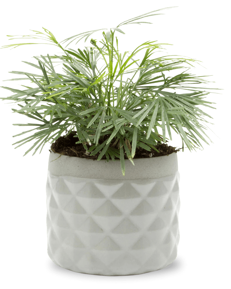 Pina Ceramic Succulent Planter Pot - Chive UK Wholesale