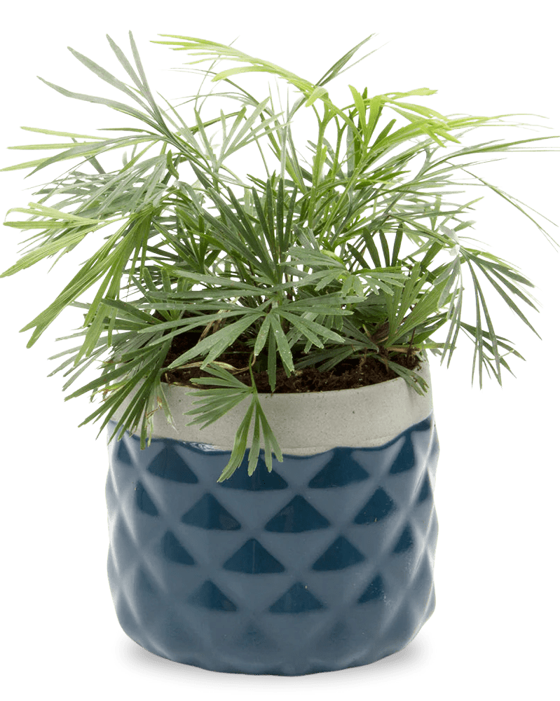 Pina Ceramic Succulent Planter Pot - Chive UK Wholesale