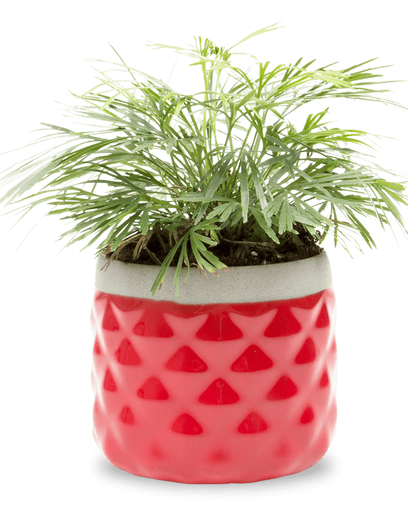Pina Ceramic Succulent Planter Pot - Chive UK Wholesale