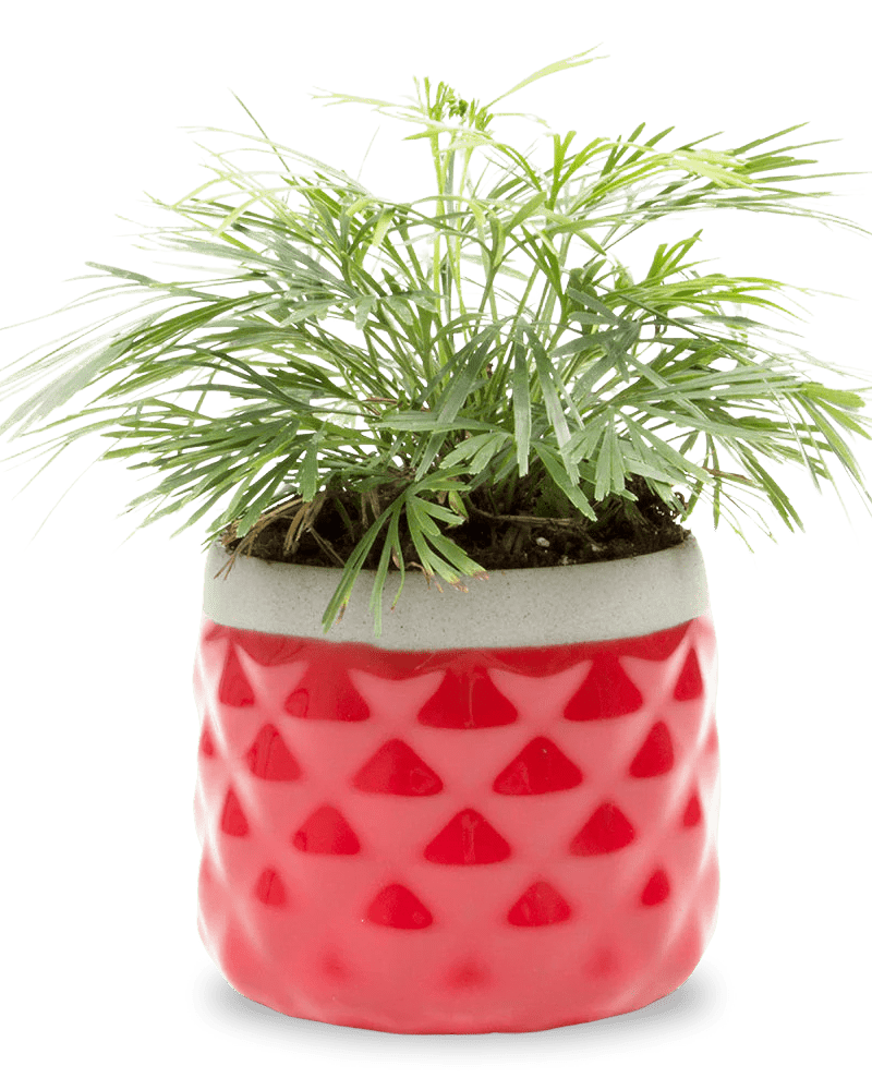 Pina Ceramic Succulent Planter Pot - Chive UK Wholesale