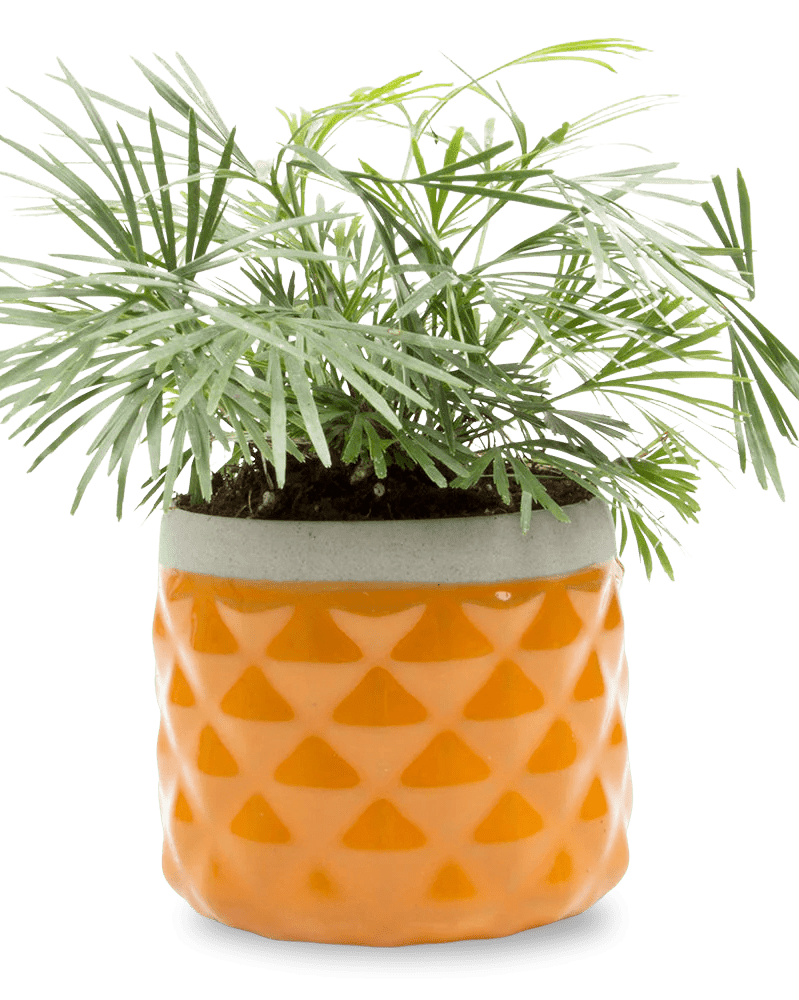 Pina Ceramic Succulent Planter Pot - Chive UK Wholesale