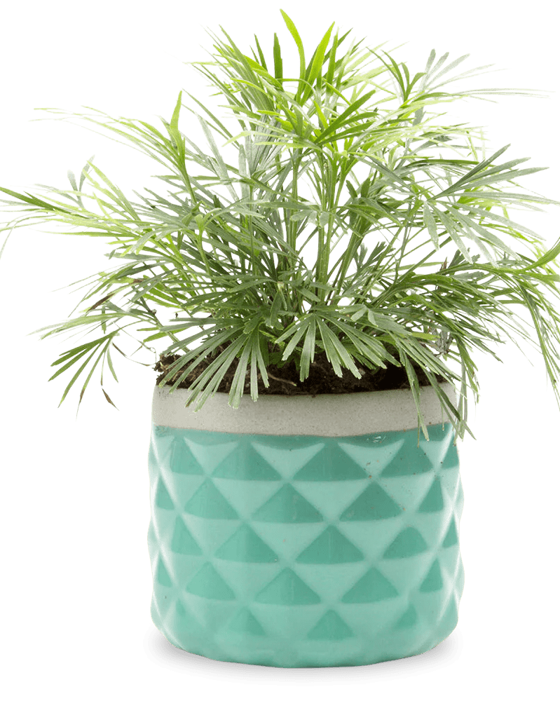 Pina Ceramic Succulent Planter Pot - Chive UK Wholesale