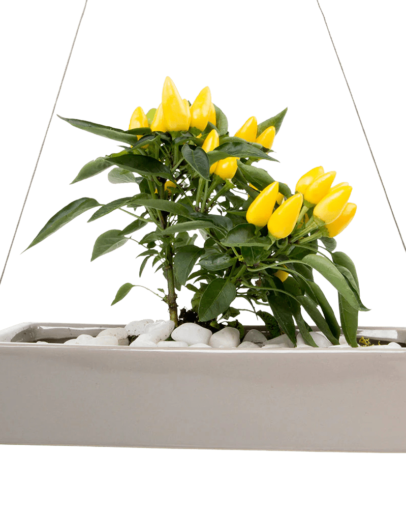 Ragna Ceramic Hanging Planter - Chive UK Wholesale