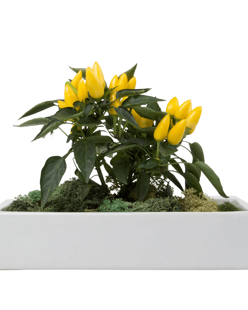 Ragna Ceramic Hanging Planter - Chive UK Wholesale
