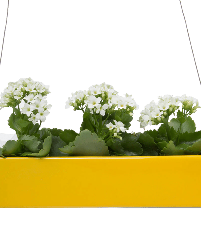 Ragna Ceramic Hanging Planter - Chive UK Wholesale