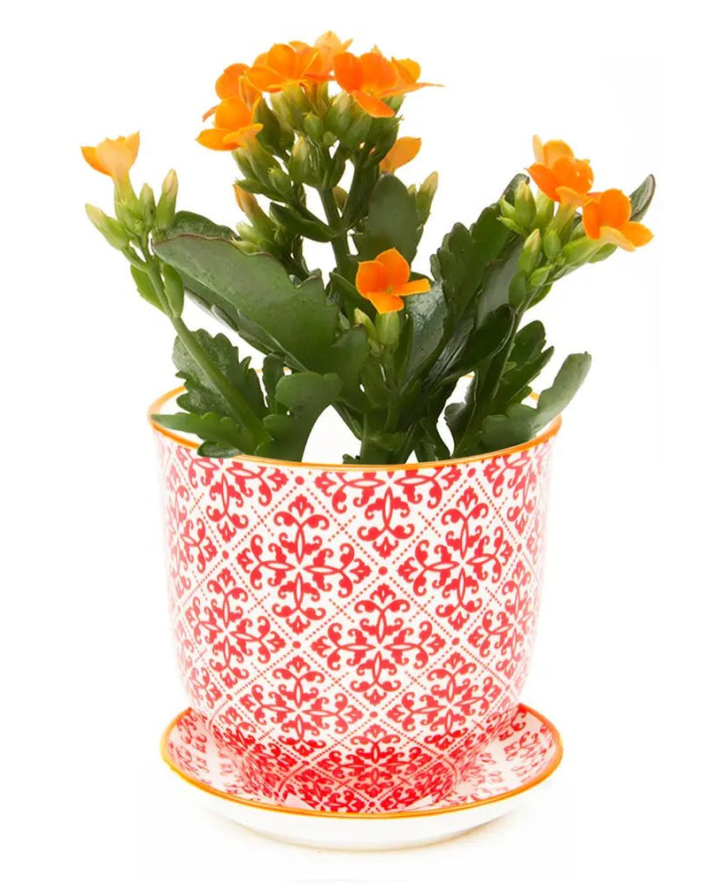 Liberte Porcelain Pot And Saucer Set With Drainage - Chive UK Wholesale