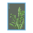 Arugula Vegetable Seeds Packet - Chive UK Wholesale