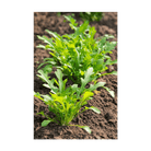 Arugula Vegetable Seeds Packet - Chive UK Wholesale