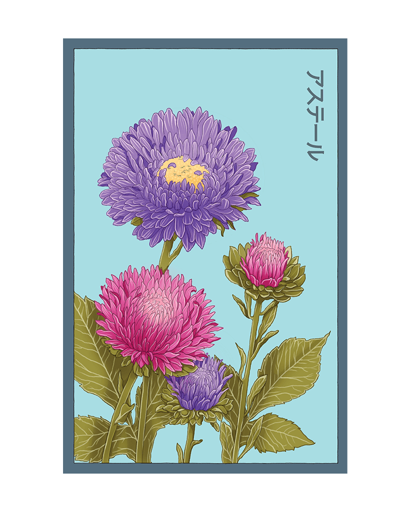 Aster Flower Seeds Packet - Chive UK Wholesale