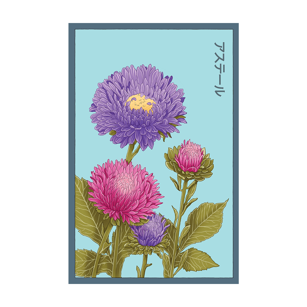 Aster Flower Seeds Packet - Chive UK Wholesale