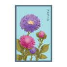 Aster Flower Seeds Packet - Chive UK Wholesale