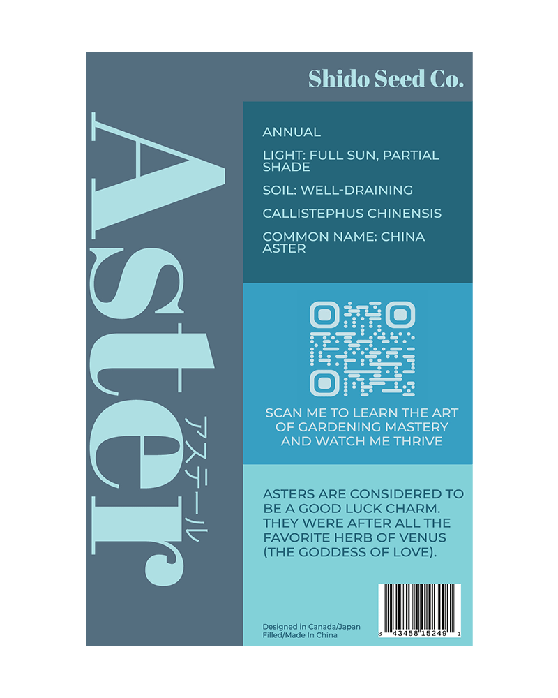 Aster Flower Seeds Packet - Chive UK Wholesale
