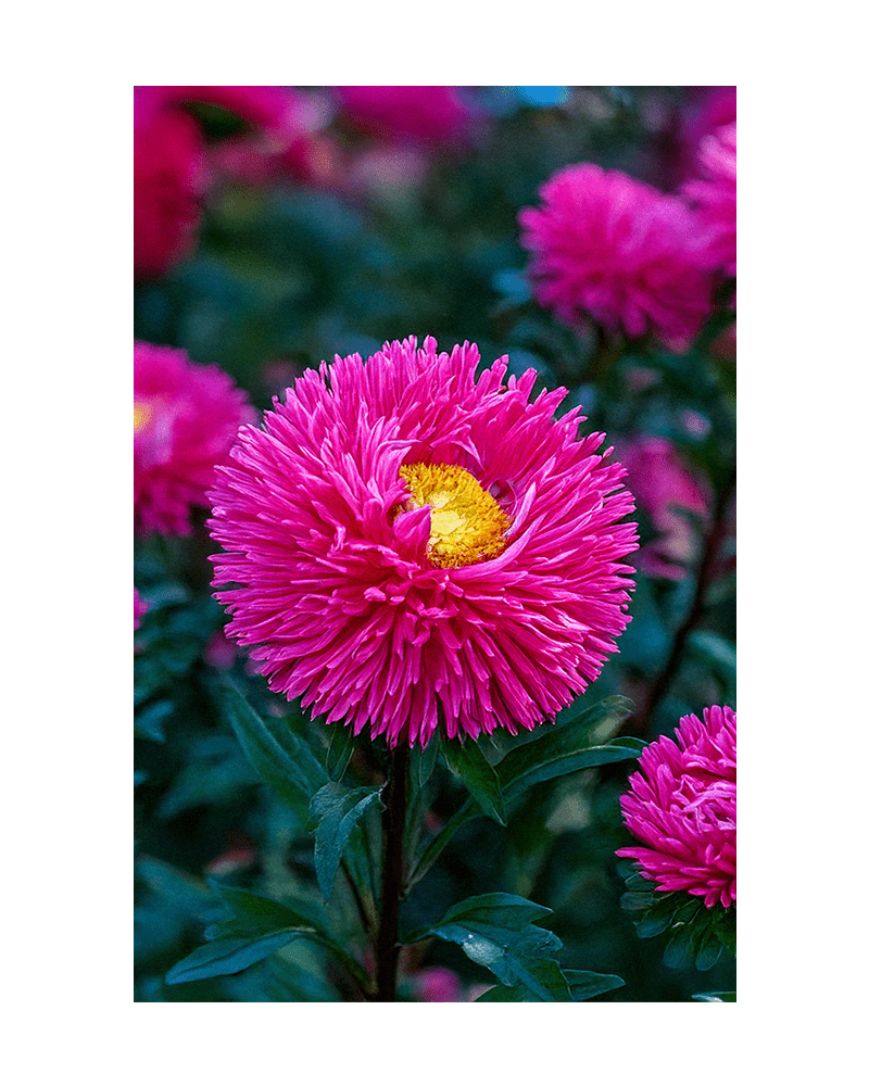 Aster Flower Seeds Packet - Chive UK Wholesale