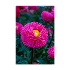 Aster Flower Seeds Packet - Chive UK Wholesale