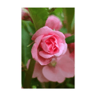 Pink Rose Balsam Flower Seeds Packet - Chive UK Wholesale