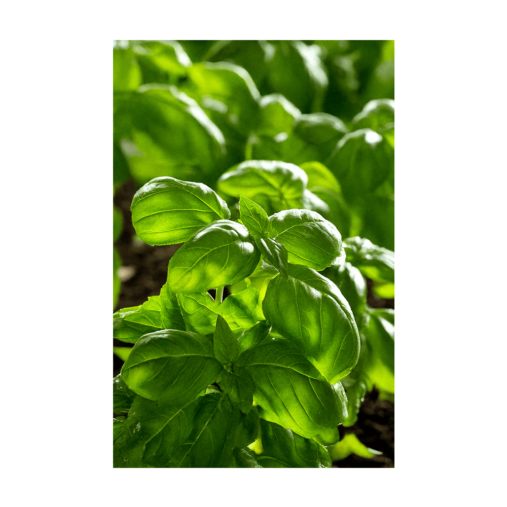 Basil Herb Seeds Packet - Chive UK Wholesale