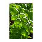 Basil Herb Seeds Packet - Chive UK Wholesale