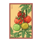 Beefsteak Tomato Vegetable Seeds Packet - Chive UK Wholesale