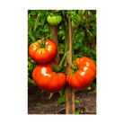 Beefsteak Tomato Vegetable Seeds Packet - Chive UK Wholesale