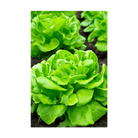 Butterhead Lettuce Vegetable Seeds Packet - Chive UK Wholesale