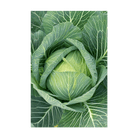 Cabbage Vegetable Seeds Packet - Chive UK Wholesale