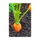 Carrot Vegetable Seeds Packet - Chive UK Wholesale