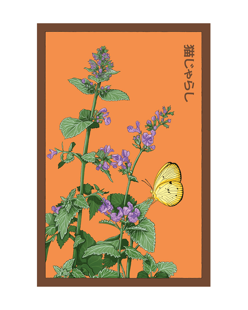 Catnip Flower Seeds Packet - Chive UK Wholesale