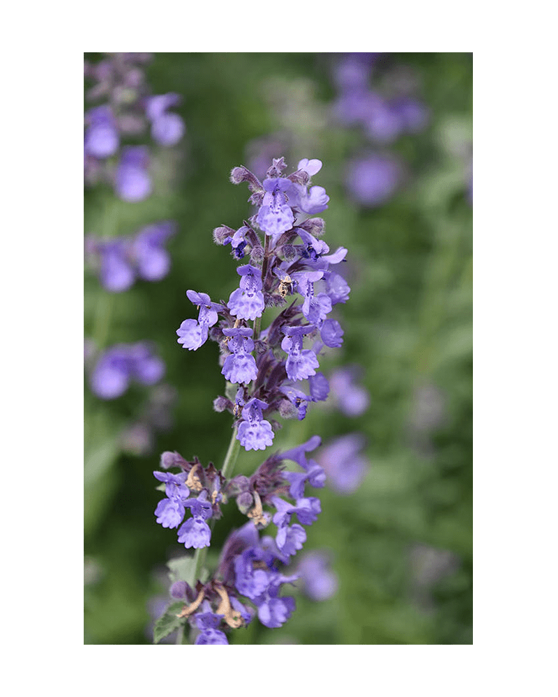 Catnip Flower Seeds Packet - Chive UK Wholesale