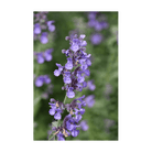 Catnip Flower Seeds Packet - Chive UK Wholesale