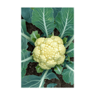 Cauliflower Vegetable Seeds Packet - Chive UK Wholesale