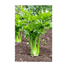 Celery Vegetable Seeds Packet - Chive UK Wholesale