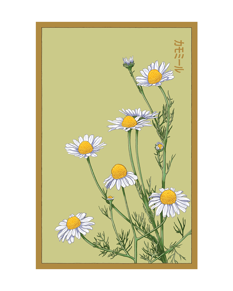 Chamomile Flower Seeds Packet - Chive UK Wholesale