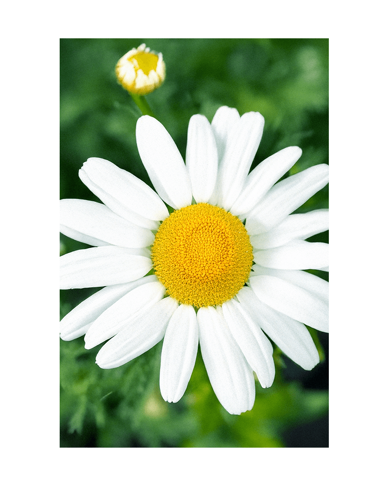 Chamomile Flower Seeds Packet - Chive UK Wholesale