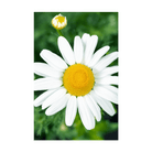 Chamomile Flower Seeds Packet - Chive UK Wholesale