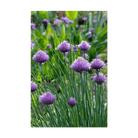 Chives Herb Seeds Packet - Chive UK Wholesale