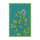 Cilantro Herb Seeds Packet - Chive UK Wholesale