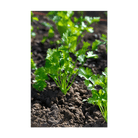 Cilantro Herb Seeds Packet - Chive UK Wholesale