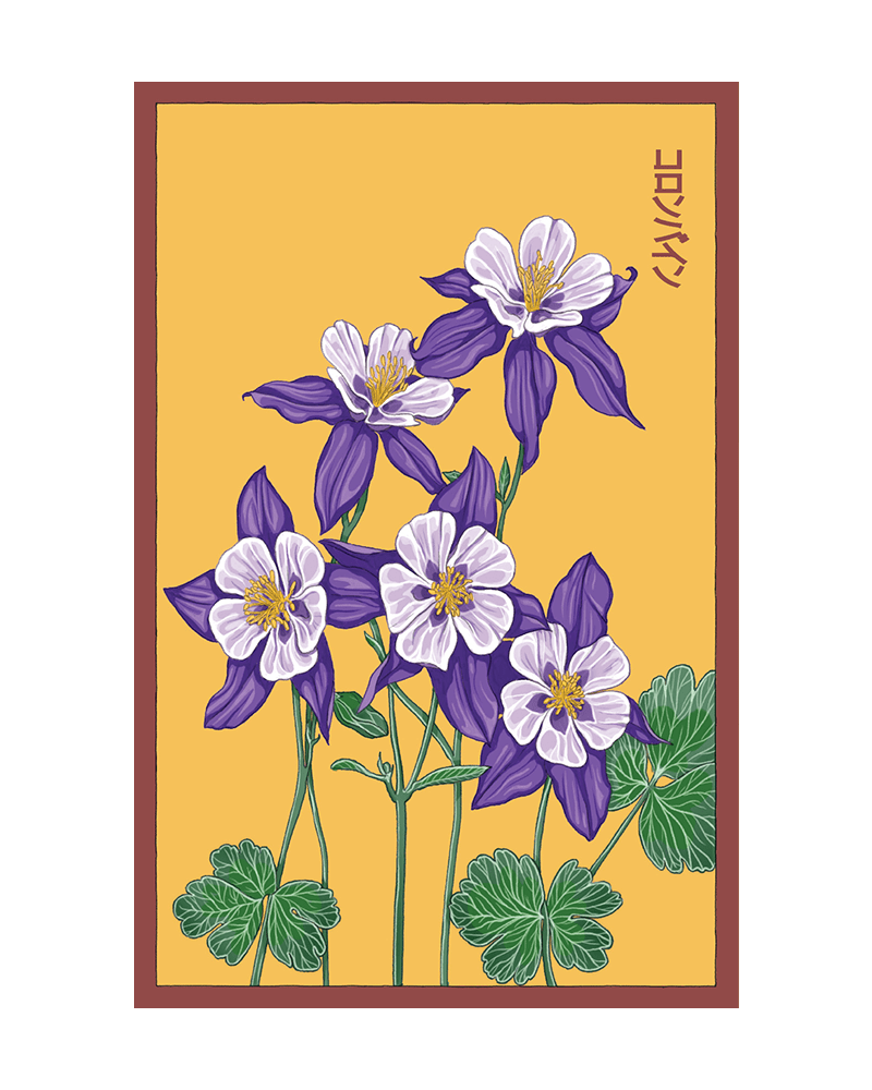 Columbine Flower Seeds Packet - Chive UK Wholesale
