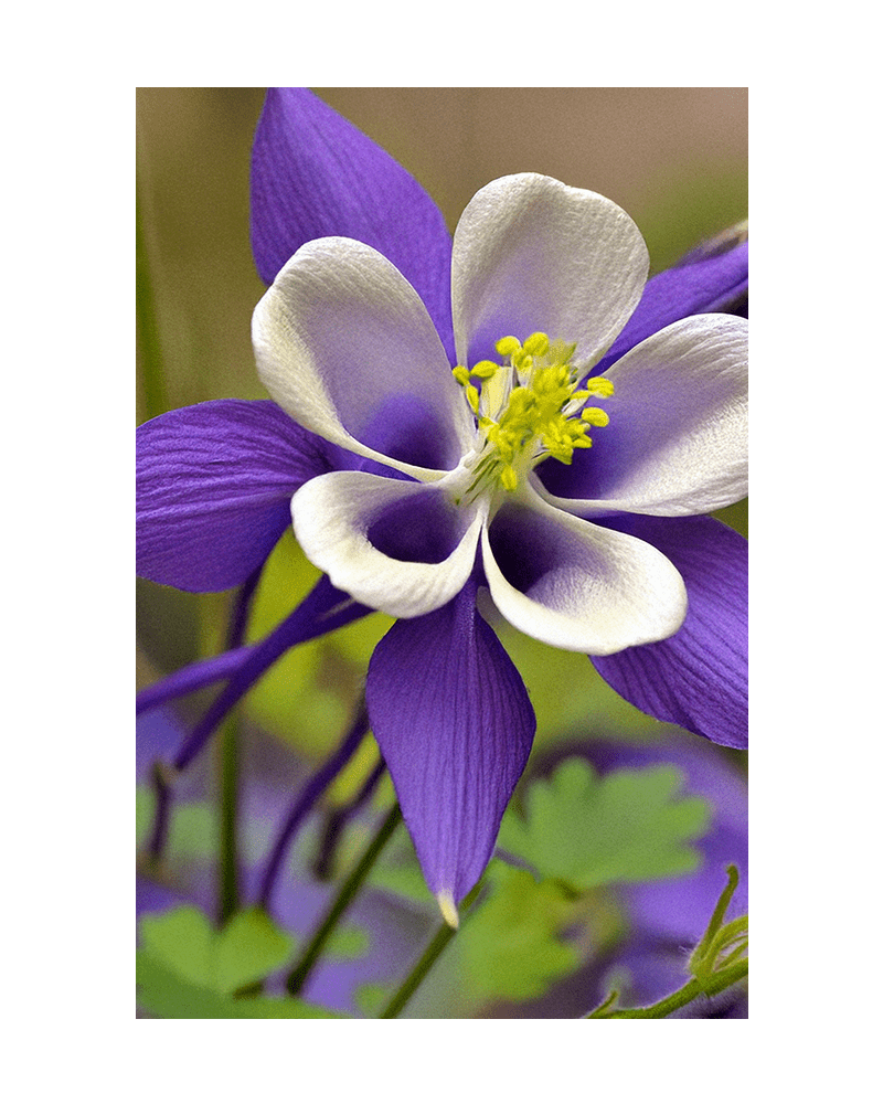 Columbine Flower Seeds Packet - Chive UK Wholesale