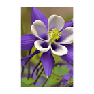 Columbine Flower Seeds Packet - Chive UK Wholesale