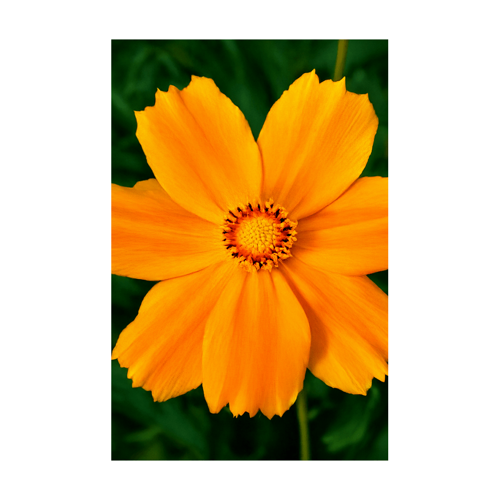 Big Flower Coreopsis Flower Seeds Packet - Chive UK Wholesale