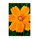Big Flower Coreopsis Flower Seeds Packet - Chive UK Wholesale