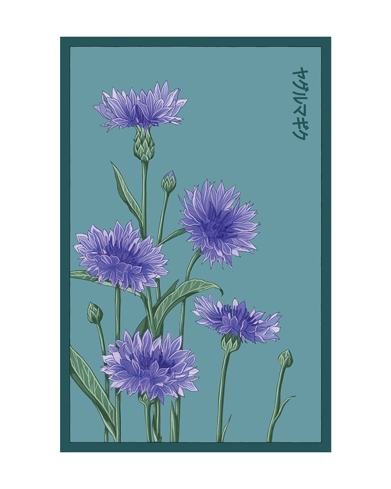 Blue Cornflower Flower Seeds Packet - Chive UK Wholesale