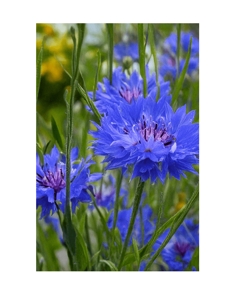 Blue Cornflower Flower Seeds Packet - Chive UK Wholesale