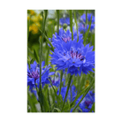 Blue Cornflower Flower Seeds Packet - Chive UK Wholesale