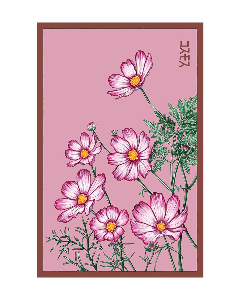 Cosmos Flower Seeds Packet - Chive UK Wholesale