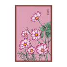 Cosmos Flower Seeds Packet - Chive UK Wholesale